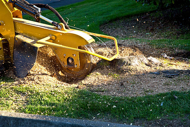 Best Sod Installation  in Bartlett, TX